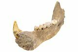 Fossil Cave Bear (Ursus spelaeus) Lower Jaw - Romania #240197-5